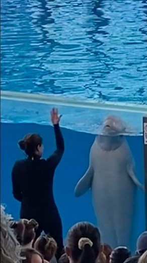 Ocean Discovery at Beluga Stadium, SeaWorld San Antonio - 2021