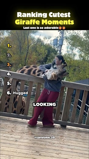 Ranking Cutest Giraffe Moments