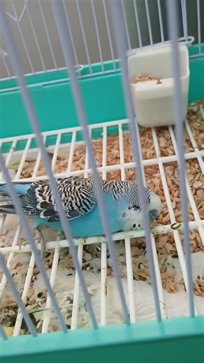 r.i.p blue 💙🕊 #wewillmissyou