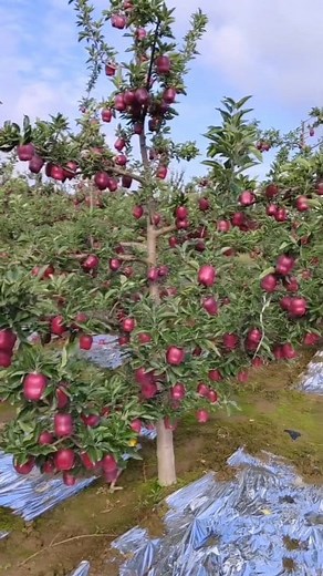 151K views · 2.7K reactions | Adam Spur  is a high-color strain of Red Delicious apples. It is known for its deep red color, glossy appearance, and suitability for low and mid-elevation growing regions. Some sources even consider it the best Red Delicious variety in terms of color, shape, and size. If you're looking for a classic Red Delicious apple with excellent color and appearance, Adam Spur is a great choice. | Dream Orchard | Facebook