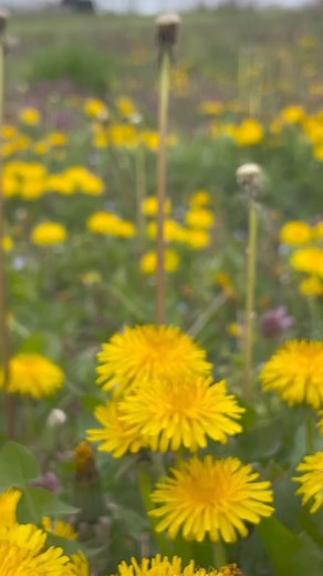 1.2K views · 11 reactions | Dandelions (Taraxacum officinale), the...