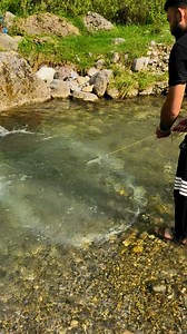 Spotted lots of fish under the net and take the net out successfully #netfishing #fishon #troutfishing #fishingadventures #fishingdaily #wildfishing #fishingreels | Its Fishing Time