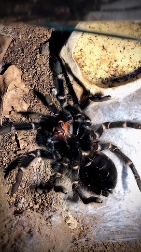 15K views · 331 reactions | Lasiodora parahybana moulting Timelapse -...