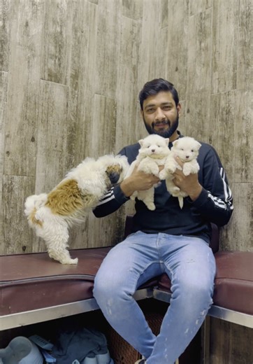 Adorable Teacup Dogs: Samoyeds and Shih Tzus