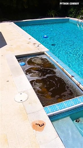That moment when an iguana uses your jacuzzi as a bathroom…This is why we don’t ignore iguanas around homes. Cleanup alone costs the homeowner thousands. | Python Cowboy Hunts