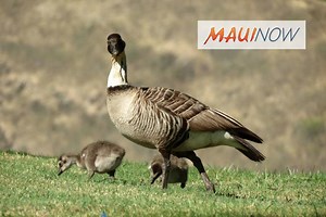Hawai‘i State Bird, Nēnē Proposed for Downlisting | Maui Now