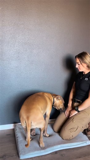 Want to learn exactly how to calm your dog’s nervous system? That’s what we teach inside Dog Somatics 101: the science of safety through somatic literacy. In this clip, I’m working with Tyson using fascia resets, ribcage holds, and cross-body techniques that activate his vagus nerve and shift him from alert → regulated. This isn’t training. It’s communication through the body. 🎓 Learn the full method inside Dog Somatics 101 — linked in bio. #dogsomatics #waldrupsomaticmethod | Waldrup Somatic M