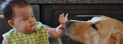 ​Why does my dog get jealous of the baby?