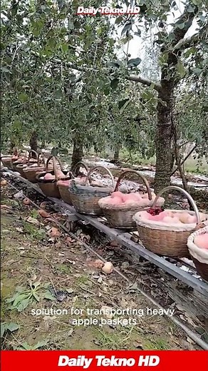 Apple Harvest Gets an UPGRADE 🚂 With This Awesome Rail Cart #AppleFarming