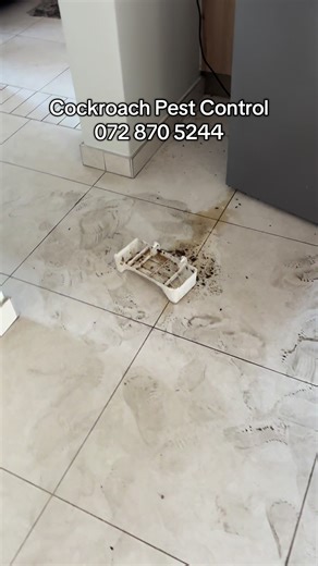 Cockroach pest control #viral #fyp #cockroaches #hygiene #midrand