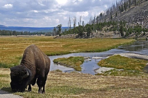 What Do Bison Eat? (Everything About Its Diet)