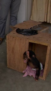 612K views · 2.2K reactions | The shocking secret trade in baby chimps - watch as you become the undercover reporter who takes down a global trafficking ring. This is a vertical video - click on the video to best watch it. | BBC News | Facebook