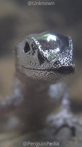 2.2M views · 53K reactions | This Lizard Can Breathe Under Water: The Water Anole! 年 #animalslovers , #anole , #wildlifephotography , #reptiles , #educationmatters , #educational , #cuteanimals , #lizard , #naturelover , #viralvideo , #shortvideofbreels , #educationalfacts , #underwaterworld Song: HORROR THEME CREEPY #music | PenguinPedia | Facebook