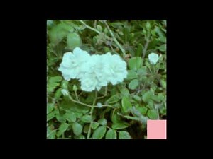 Common Souls - "Jasmine"