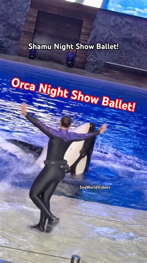 Shamu Orca Trua & Trainer Night Show Ballet! 😍🫍 #seaworldvideos #orca #seaworld #lutn #foryou #fy