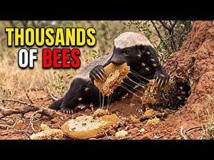 A Day in the Life of a Honey Badger Causing Chaos Across the Savanna
