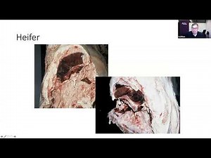 02 Beef Grading and Beef Carcass Judging Meat judging clinic 2021