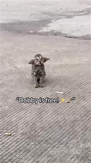 Endearing Moments with Rigby: A Cat's Playful Blep