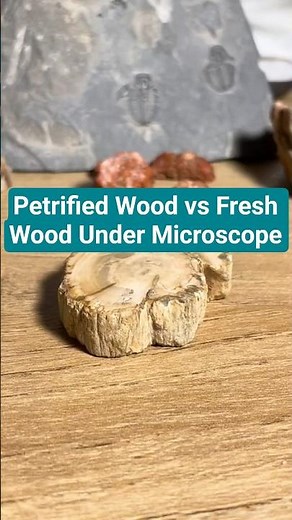 Petrified Wood vs Fresh Wood Under Microscope #biology #science