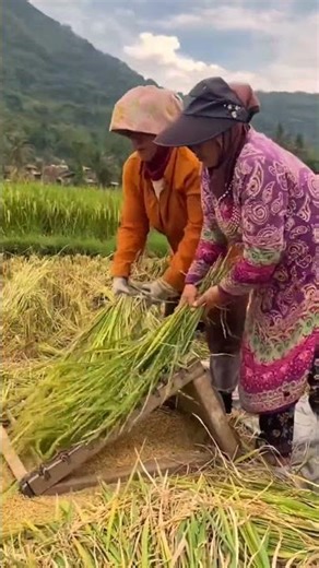 traditional way of harvesting rice