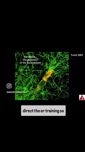 3.6K views · 39 reactions | From Tom Myers: For those who continue to say fascia cannot be trained. Thanks to @theleverking for the inspiration to answer this question. #anatomytrains #fascia #training | Anatomy Trains | Facebook