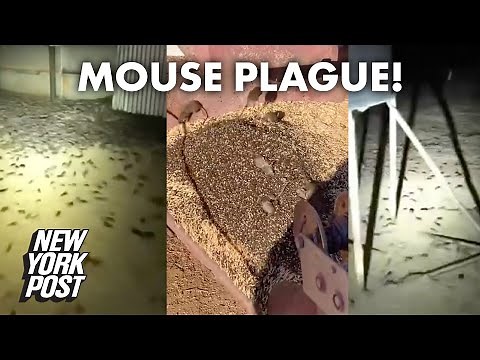 Mouse plague in Australia rages on | New York Post