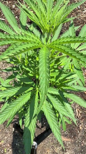 Young Cannabis Plant After the Storm