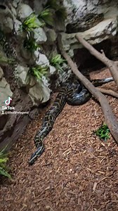 4.3K views · 143 reactions | #enclosure #tigerpython #burmesepython #reptilekeeper #amazing #terrariumbau #reptilesoftiktok #tiktok #tiktokgermany #python #snake #tooltime #work #exoticpets #wow #terrarium #viral #viraltiktok #foryou #4u #schlange #kiss #love #foryoupage #passion #exotic #fy #fypシ #fypage | Fabians Reptilienraum | Facebook