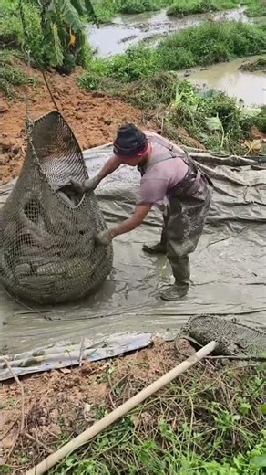 Safe Fish Handling and Transporting in Aquaculture