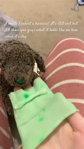 Harness #essa #harness