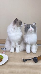 47K views · 1.7K reactions | How to make a Puff at home #thatlittlepuff | That Little Puff | Facebook