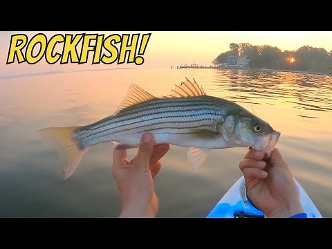 Catching ROCKFISH In The Shallows! (Chesapeake Bay Kayak Fishing)