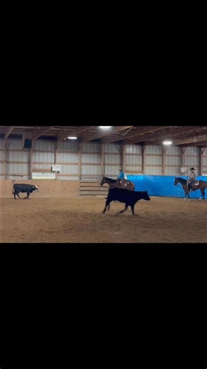 Iz brought his A game last Saturday at KRHA so pleased with how he’s working these days | Working W Training