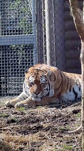 4.9K views · 543 reactions | Meow. ☀️ | Cleveland Metroparks Zoo | Facebook