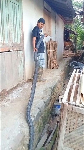 The largest and longest king cobra #kingcobra #snake