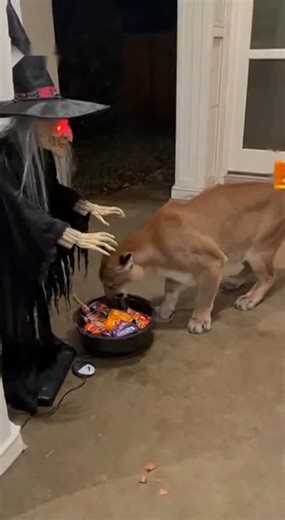 972K views · 18K reactions | Lion jump with fear #halloween #spooky #mountainlion #jumpscare | Soulful Videos | Facebook