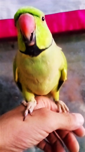 Parrot natural sound 🦜 #parrot #ringneck #parrotsound #birds