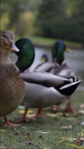 DUCK FACTS FOR KIDS | Children learn about farm animals