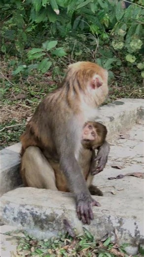Monkey Mama's Love: Heartwarming Moment of Mother & Baby Nursing. #TheDoseOfMonkey #monkey nursing