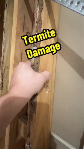 Termite Damage: Inspections and Control Methods for a Satisfying Solution