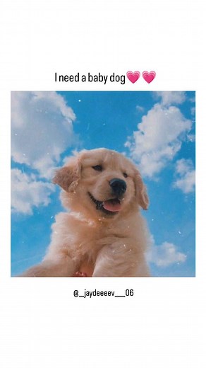 Award Anshuman on Instagram: "Tag your dog 🐶💗💗 Check pinned comment.. . . . #trending #trendingreels #explorepage #dogsofinstagram #doglover #dog #puppy #puppylove #relatable #reelstofeel #explorepage #explore #edit"