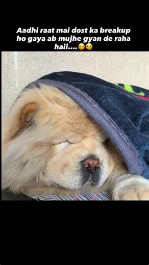 Simba🐾 | share with your friends 😂🙂 #dogsofinstagram #chowchow #instagood #simba #fluffy | Instagram