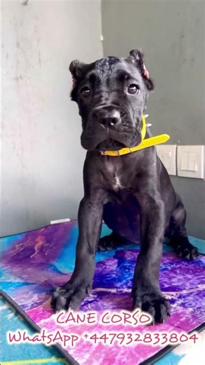 Jual Cane Corso Keturunan Import Champions