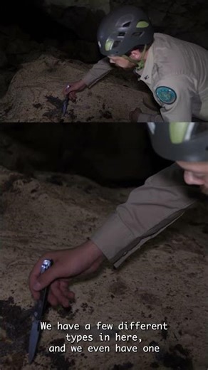 Who Dung It 💩 The Mystery of the Cavern Scat!