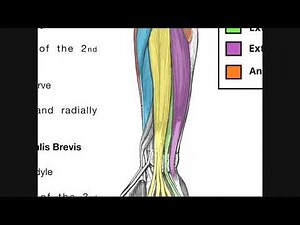 Posterior Forearm Muscles | Superficial Layer