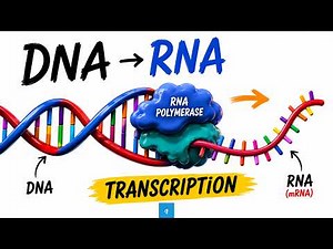 DNA Transcription Explained Simply (with animation)