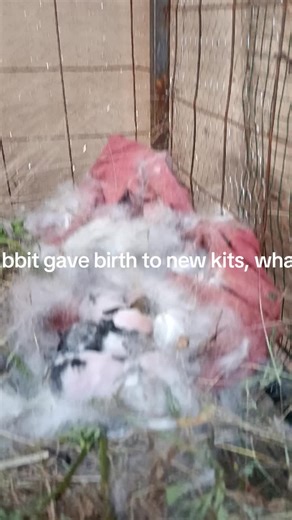 country lifer (@country.lifer)’s videos with original sound - country lifer