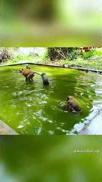 Monkey swimming in pool part 2