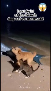 The mermaid are angry but my dog and cat most angry #viral | Karen Miaka Egana