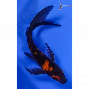 4” Imported Hi Utsuri Butterfly Koi | Next Day Koi | Koi Fish For Sale